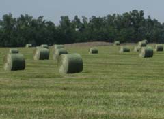 Round hay bales for sale