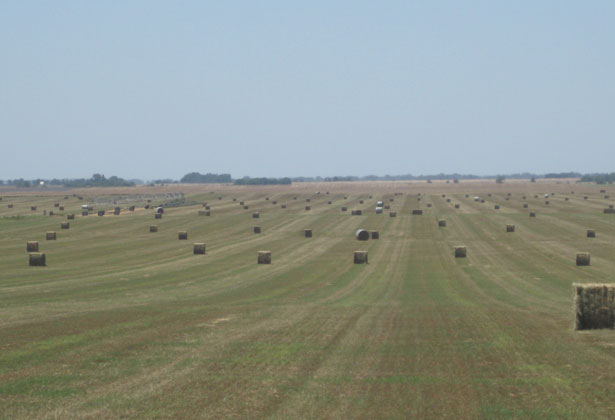 Long Kansas Hay Field