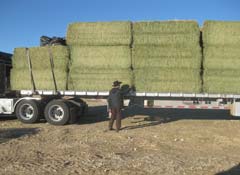 Square hay bales for sale